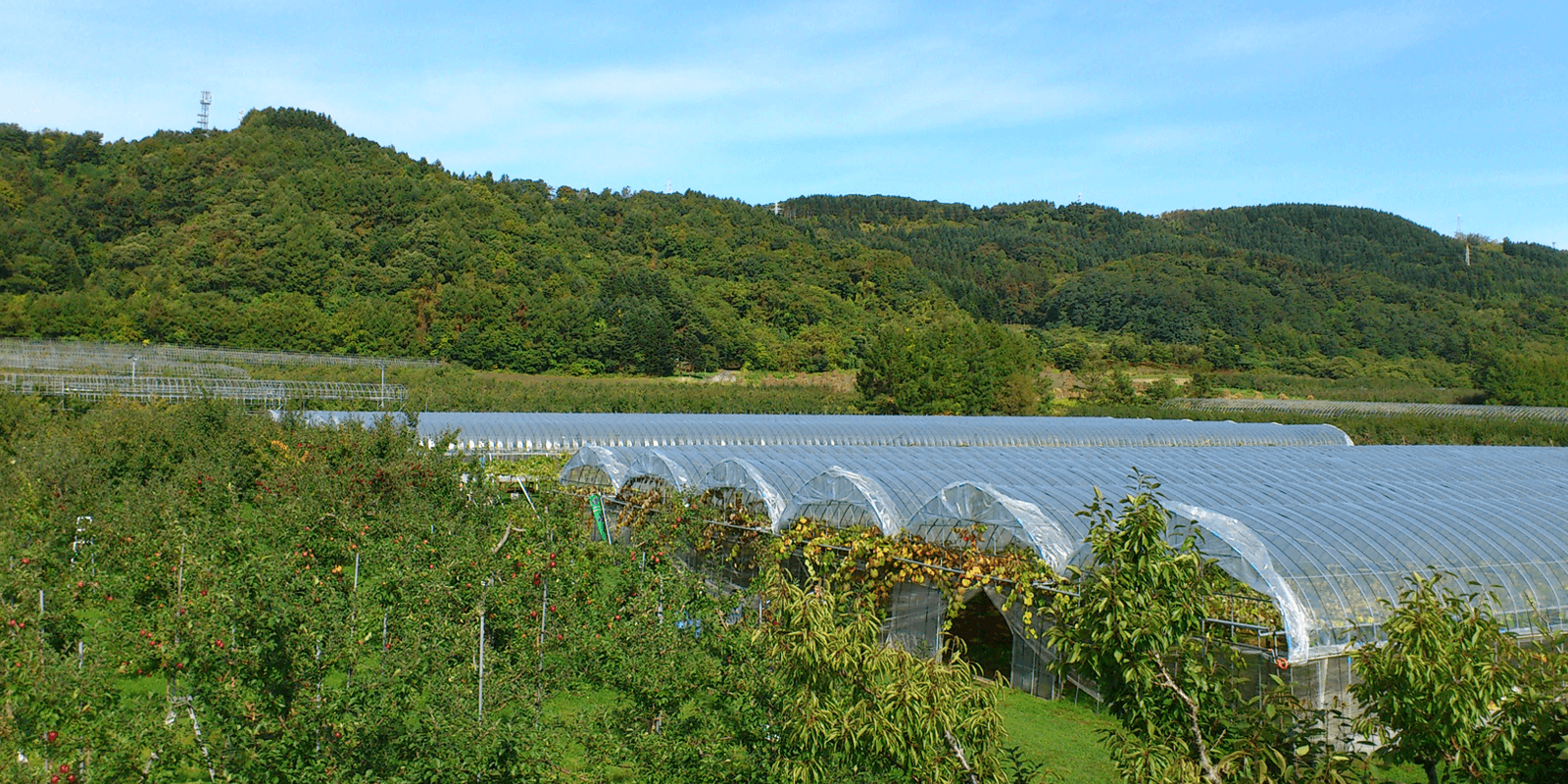 フジモリ果樹園の風景