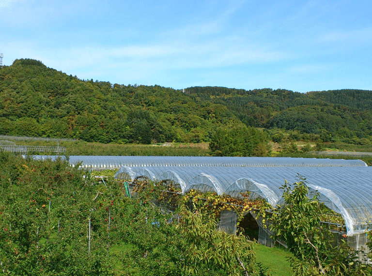 フジモリ果樹園の風景