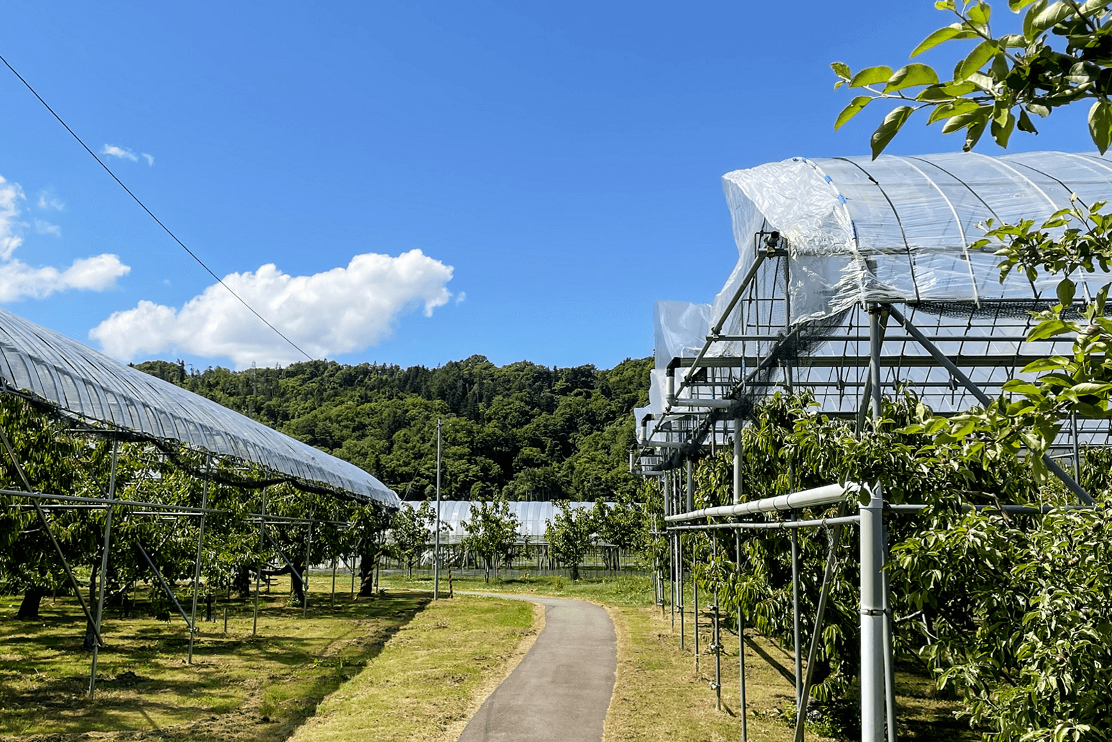 フジモリ果樹園