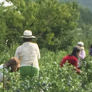 くだもの狩り