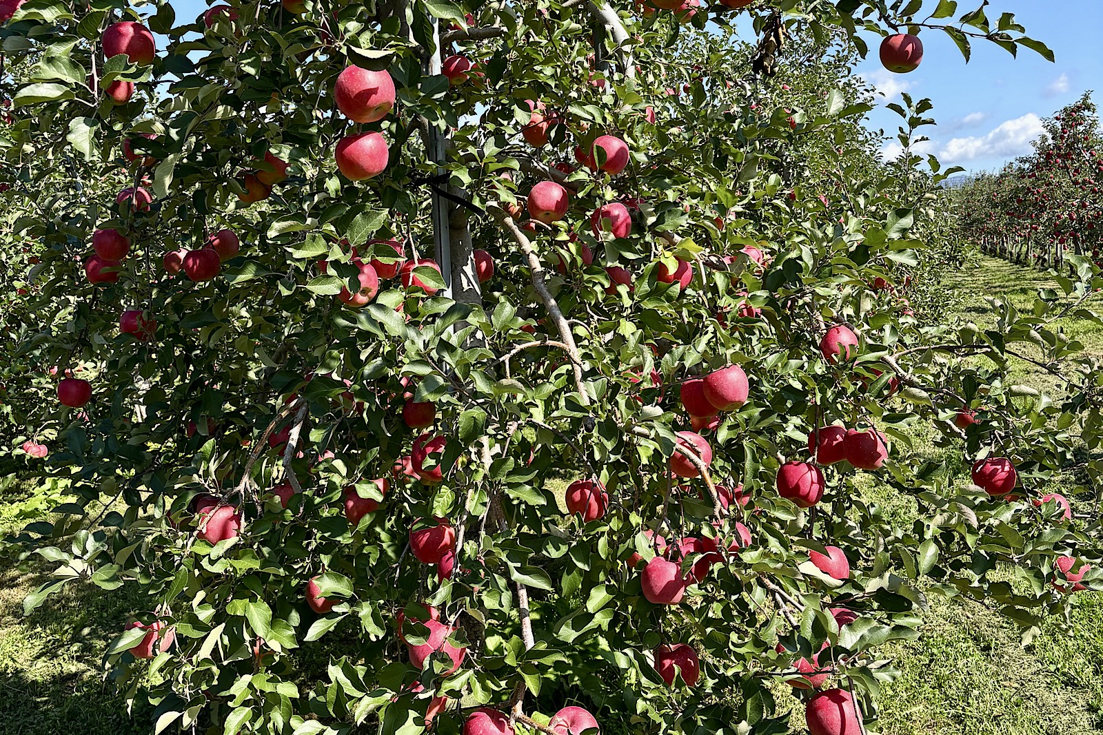 リンゴ品種が大幅に変わります