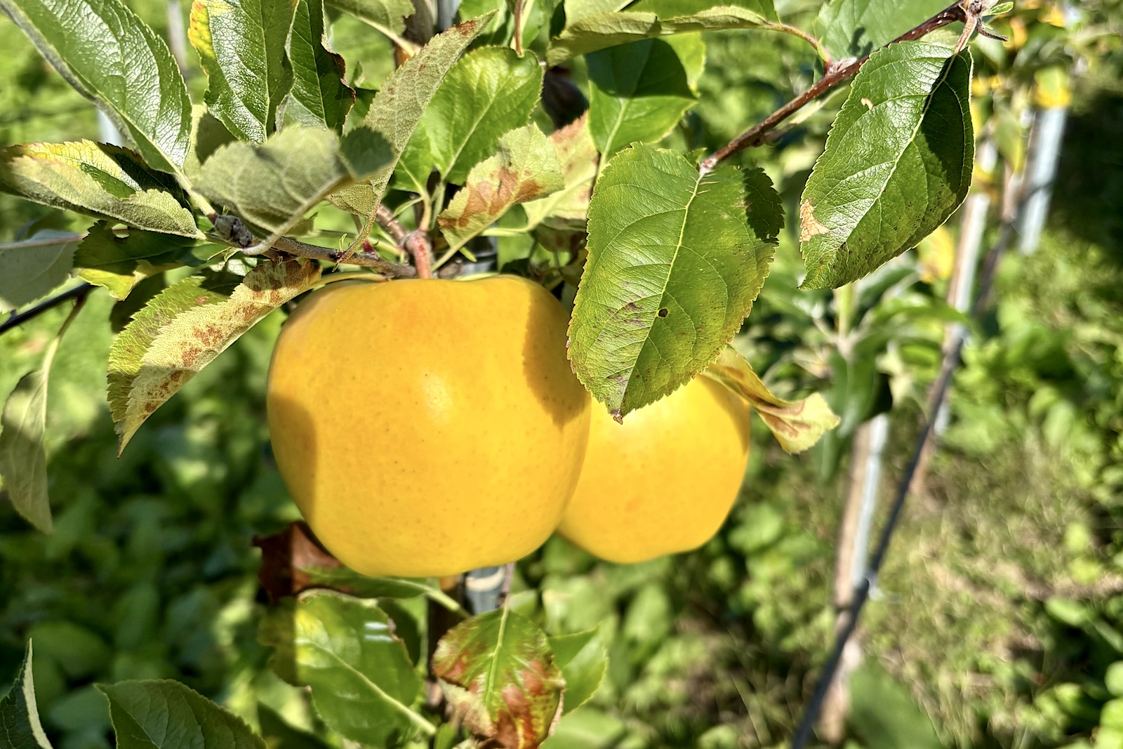 くだもの狩りは10/19日まで(10/14更新）
