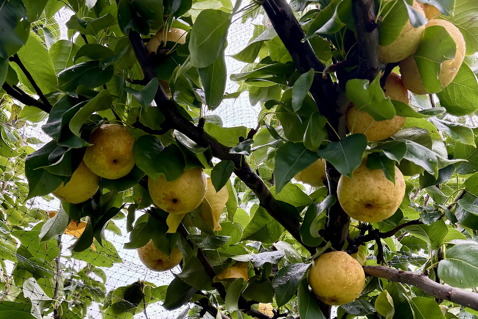 くだもの狩り情報（10/18最終）