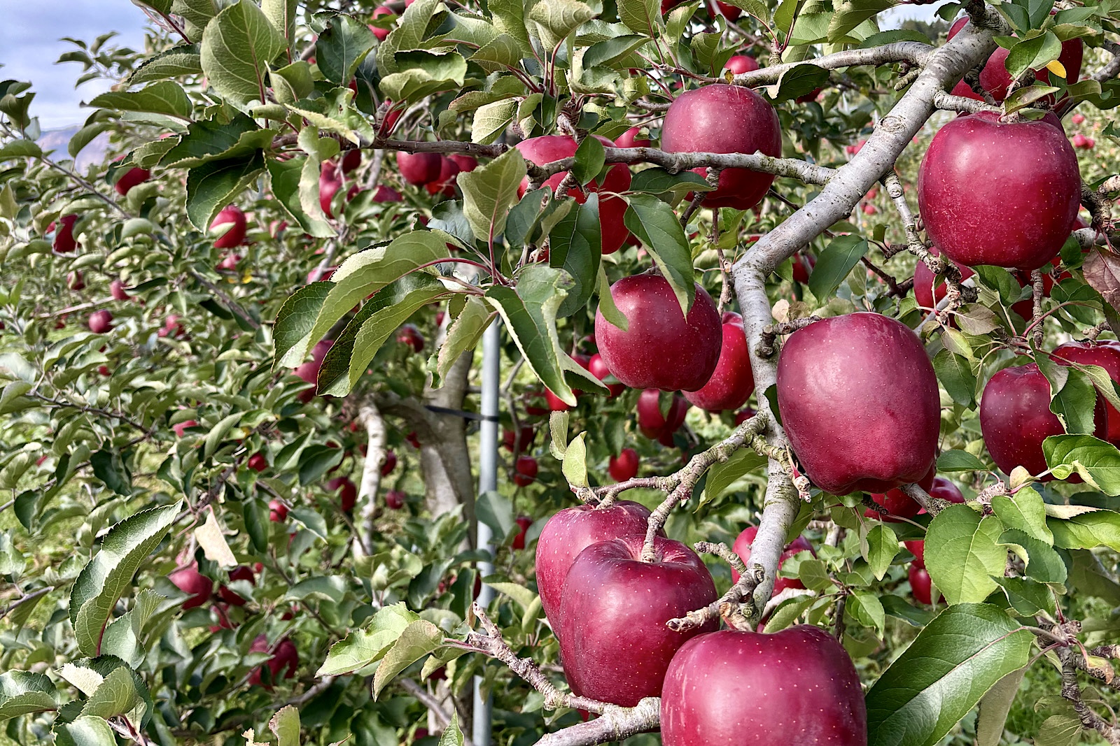 今後のリンゴ品種について（10/25）