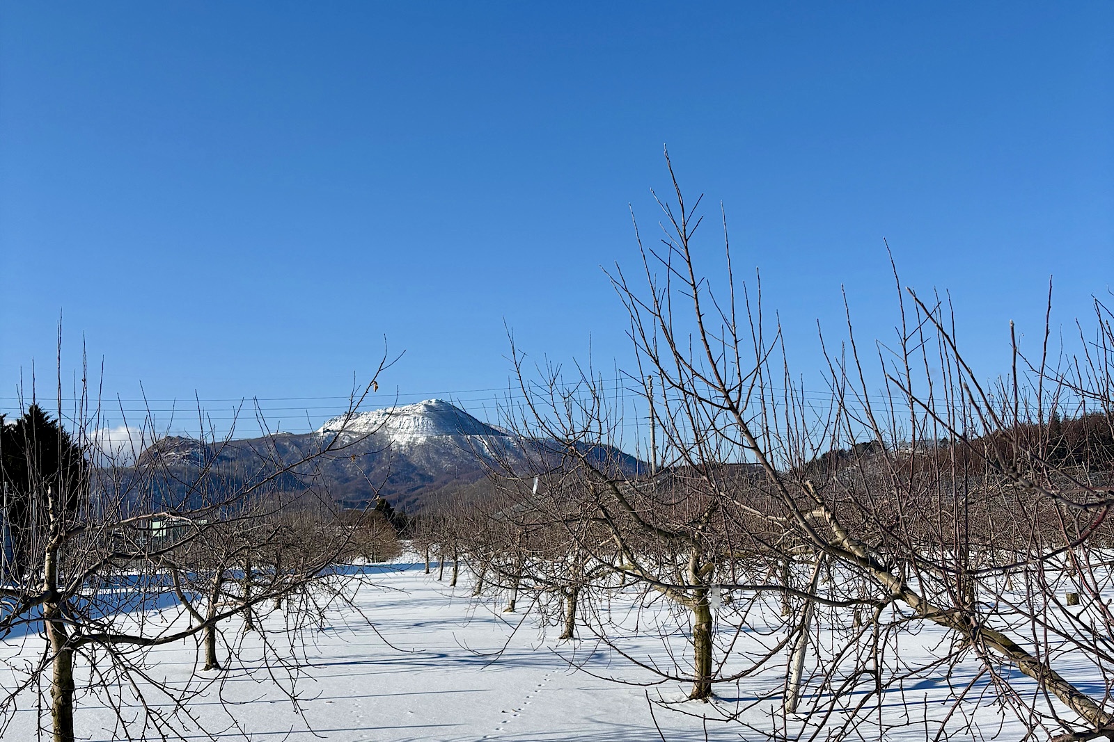 直売所再開予定について【2026年1月10日〜】