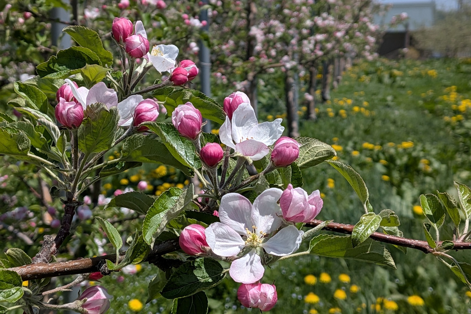 Bloom Season 2026