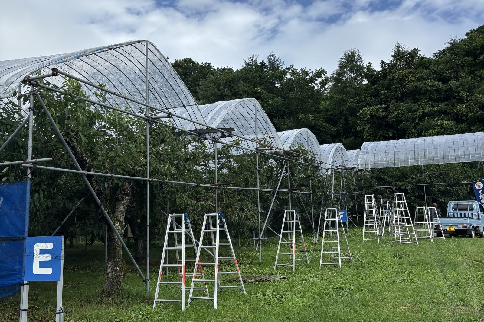 【さくらんぼ狩り 今後の見通しのお知らせ】7月25日現在