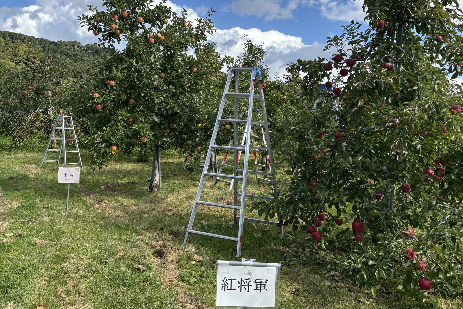「つがる」から「早生ふじへ」（くだもの狩りのみ）